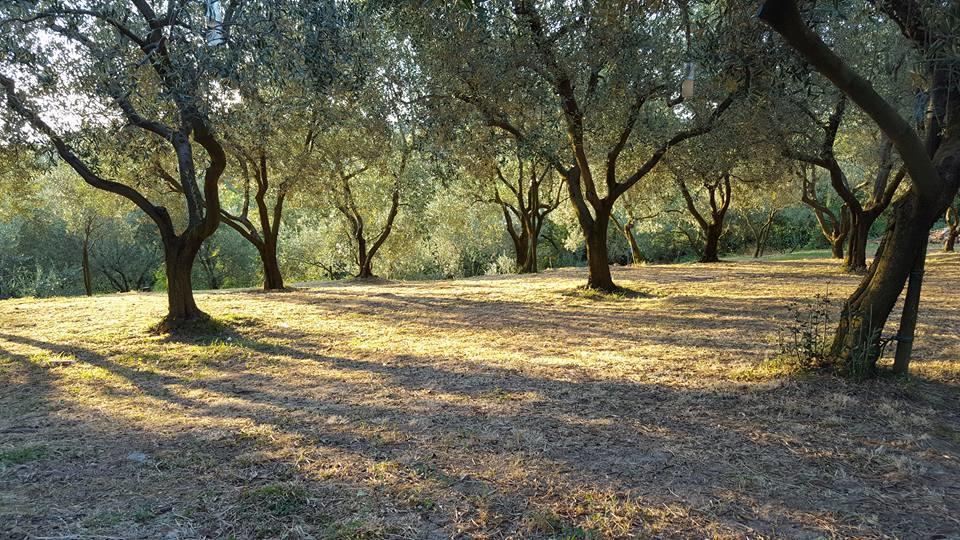Oliveto Mare Carso Sistiana